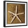 Starfish-Caroline Kelly-Framed Photo