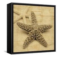 Starfish-John Seba-Framed Stretched Canvas