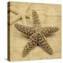 Starfish-John Seba-Stretched Canvas