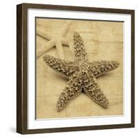 Starfish-John Seba-Framed Photo