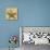 Starfish-John Seba-Mounted Photo displayed on a wall