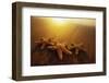 Starfishes on Maui Beach-Darrell Gulin-Framed Photographic Print