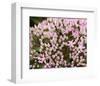 Starflowers-null-Framed Art Print