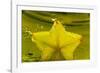 StarFruit FreshSplash Number 2-Steve Gadomski-Framed Photographic Print