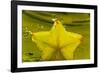 StarFruit FreshSplash Number 2-Steve Gadomski-Framed Photographic Print