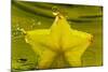 StarFruit FreshSplash Number 2-Steve Gadomski-Mounted Photographic Print