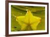 StarFruit FreshSplash Number 2-Steve Gadomski-Framed Photographic Print