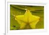 StarFruit FreshSplash Number 2-Steve Gadomski-Framed Photographic Print