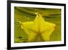 StarFruit FreshSplash Number 2-Steve Gadomski-Framed Photographic Print