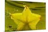 StarFruit FreshSplash Number 2-Steve Gadomski-Mounted Photographic Print