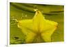 StarFruit FreshSplash Number 2-Steve Gadomski-Framed Photographic Print