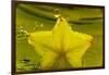 StarFruit FreshSplash Number 2-Steve Gadomski-Framed Photographic Print