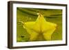 StarFruit FreshSplash Number 2-Steve Gadomski-Framed Photographic Print