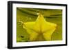 StarFruit FreshSplash Number 2-Steve Gadomski-Framed Photographic Print