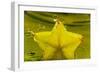 StarFruit FreshSplash Number 2-Steve Gadomski-Framed Photographic Print