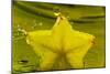 StarFruit FreshSplash Number 2-Steve Gadomski-Mounted Photographic Print