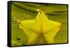 StarFruit FreshSplash Number 2-Steve Gadomski-Framed Stretched Canvas