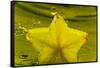 StarFruit FreshSplash Number 2-Steve Gadomski-Framed Stretched Canvas