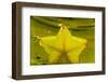 StarFruit FreshSplash Number 2-Steve Gadomski-Framed Photographic Print