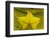 StarFruit FreshSplash Number 2-Steve Gadomski-Framed Photographic Print