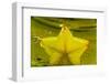 StarFruit FreshSplash Number 2-Steve Gadomski-Framed Photographic Print