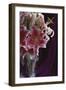 Stargazer Lilly Study-Anna Miller-Framed Photographic Print