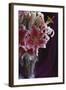 Stargazer Lilly Study-Anna Miller-Framed Photographic Print