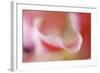 Stargazer Lily Abstract-Anna Miller-Framed Photographic Print