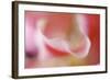 Stargazer Lily Abstract-Anna Miller-Framed Photographic Print