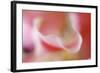 Stargazer Lily Abstract-Anna Miller-Framed Photographic Print