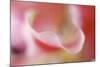 Stargazer Lily Abstract-Anna Miller-Mounted Photographic Print