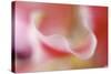 Stargazer Lily Abstract-Anna Miller-Stretched Canvas