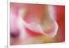 Stargazer Lily Abstract-Anna Miller-Framed Photographic Print