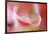 Stargazer Lily Abstract-Anna Miller-Framed Photographic Print