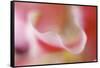 Stargazer Lily Abstract-Anna Miller-Framed Stretched Canvas