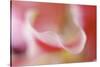 Stargazer Lily Abstract-Anna Miller-Stretched Canvas