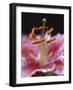 Stargazer Lily Abstract-Anna Miller-Framed Photographic Print