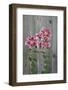Stargazer Lily by Rustic Fence-Anna Miller-Framed Photographic Print
