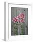 Stargazer Lily by Rustic Fence-Anna Miller-Framed Photographic Print