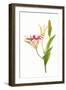 Stargazer lily flowers against white background-null-Framed Photographic Print