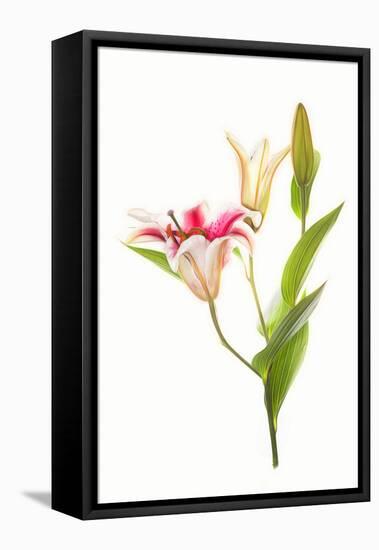 Stargazer lily flowers against white background-null-Framed Stretched Canvas