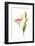 Stargazer lily flowers against white background-null-Framed Photographic Print