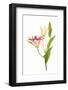 Stargazer lily flowers against white background-null-Framed Photographic Print