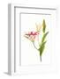 Stargazer lily flowers against white background-null-Framed Photographic Print