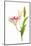 Stargazer lily flowers against white background-null-Mounted Photographic Print