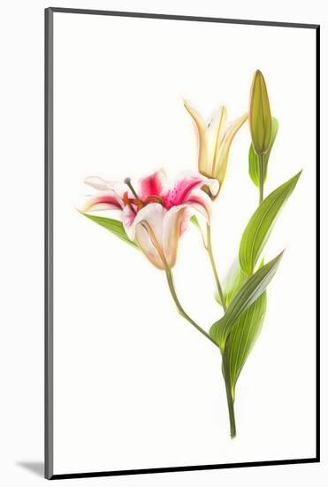Stargazer lily flowers against white background-null-Mounted Photographic Print