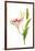 Stargazer lily flowers against white background-null-Framed Photographic Print