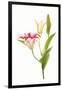 Stargazer lily flowers against white background-null-Framed Photographic Print