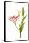 Stargazer lily flowers against white background-null-Framed Stretched Canvas