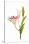 Stargazer lily flowers against white background-null-Stretched Canvas